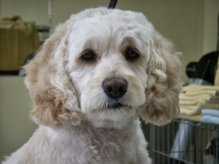 Canine Designs | 4541 Crysler Ave, Niagara Falls, ON L2E 3V5, Canada | Phone: (905) 353-1251