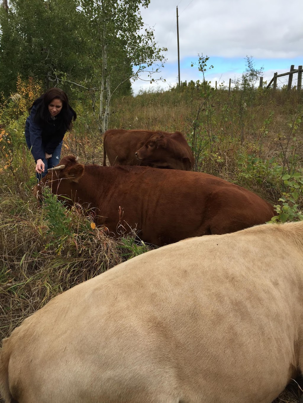 Wildflower Bride Farms | Unnamed Road, Hay Lakes, AB T0B 1W0, Canada | Phone: (780) 878-8393