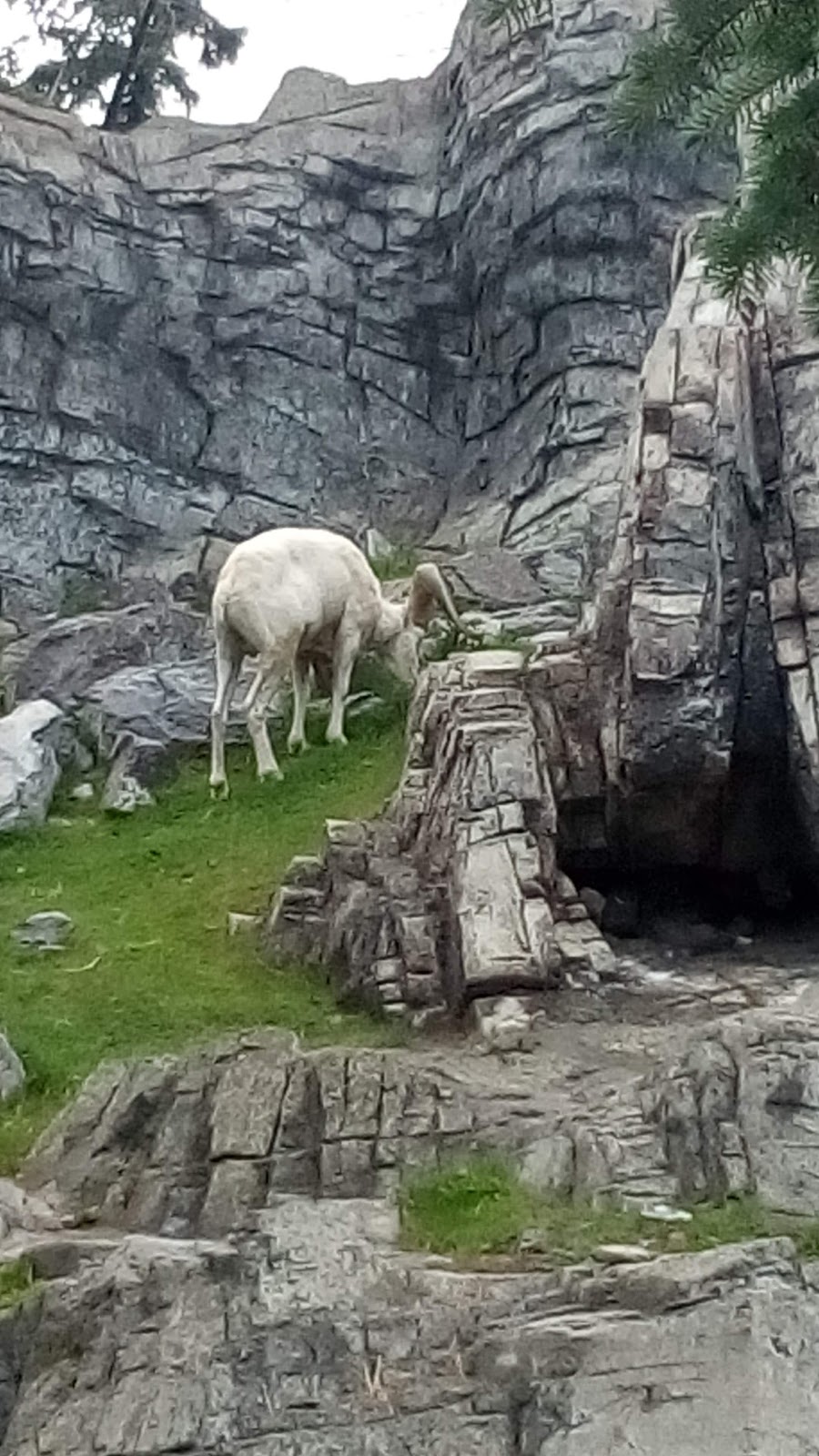 Calgary Zoo | 210 St. Georges Drive NE, Calgary, AB T2E 7V6, Canada | Phone: (403) 232-9300