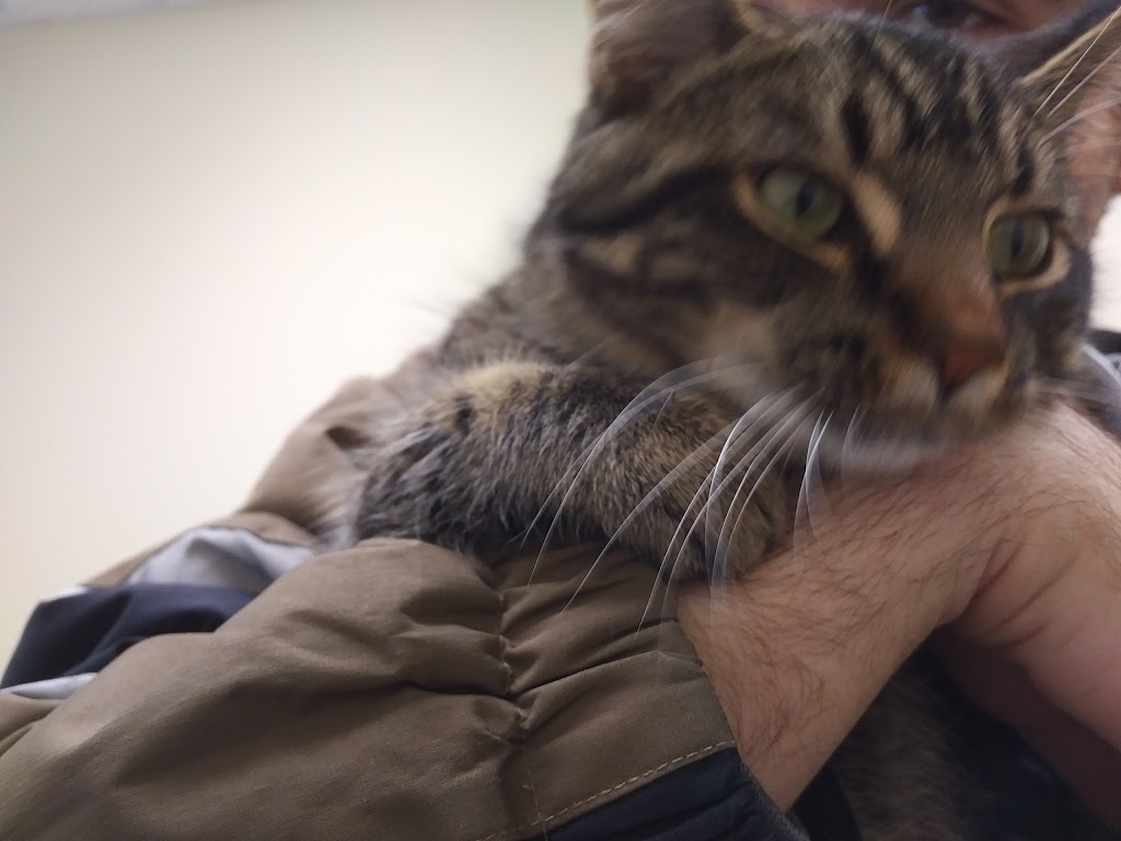Stratford-Perth Humane Society | 125 Griffith Rd, Stratford, ON N5A 6S4, Canada | Phone: (519) 273-6600