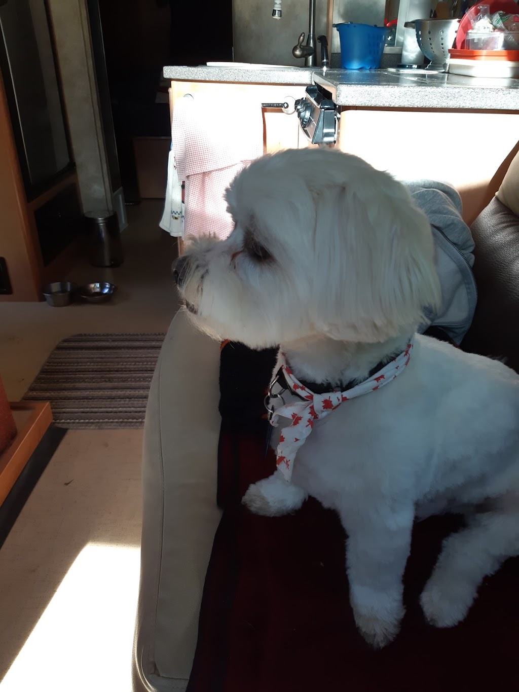 Doggie Den | 286 Huron Rd, Sebringville, ON N0K 1X0, Canada | Phone: (519) 274-3968