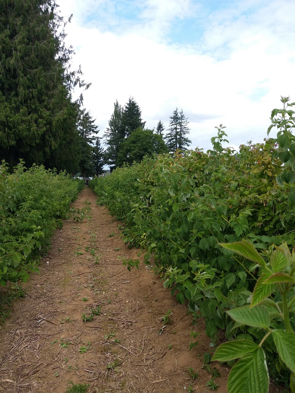 Arjuna Berry Farms Ltd | 32320 Huntingdon Rd, Abbotsford, BC V2T 5Y7, Canada | Phone: (604) 556-9055