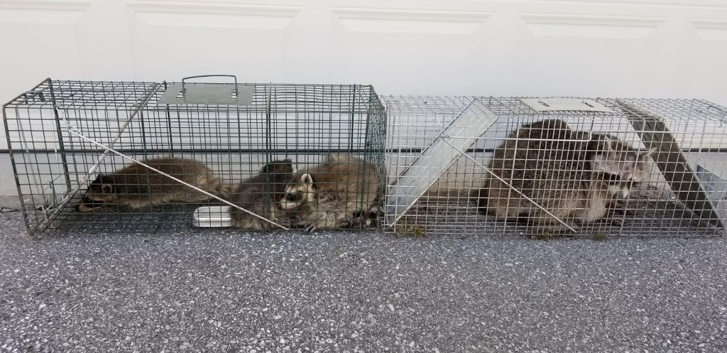 Acon Pest Control | 38 W Normandy Dr, Markham, ON L6B 0A6, Canada | Phone: (647) 562-7378