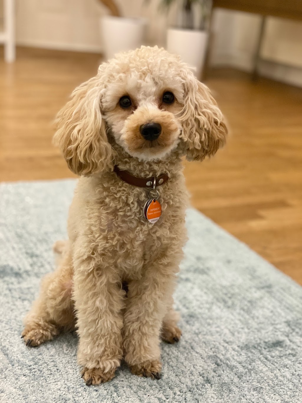 Honey Dog Grooming | 6840 Cedar Rose Ct, Burnaby, BC V5J 5J7, Canada | Phone: (236) 995-6840