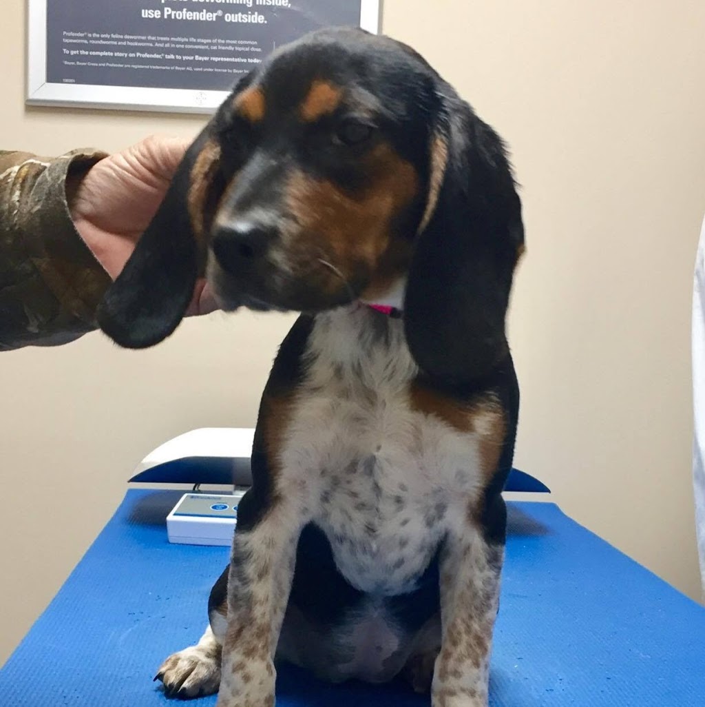Discovery Animal Hospital | 4345A Petrolia Line, Petrolia, ON N0N 1R0, Canada | Phone: (226) 738-0411