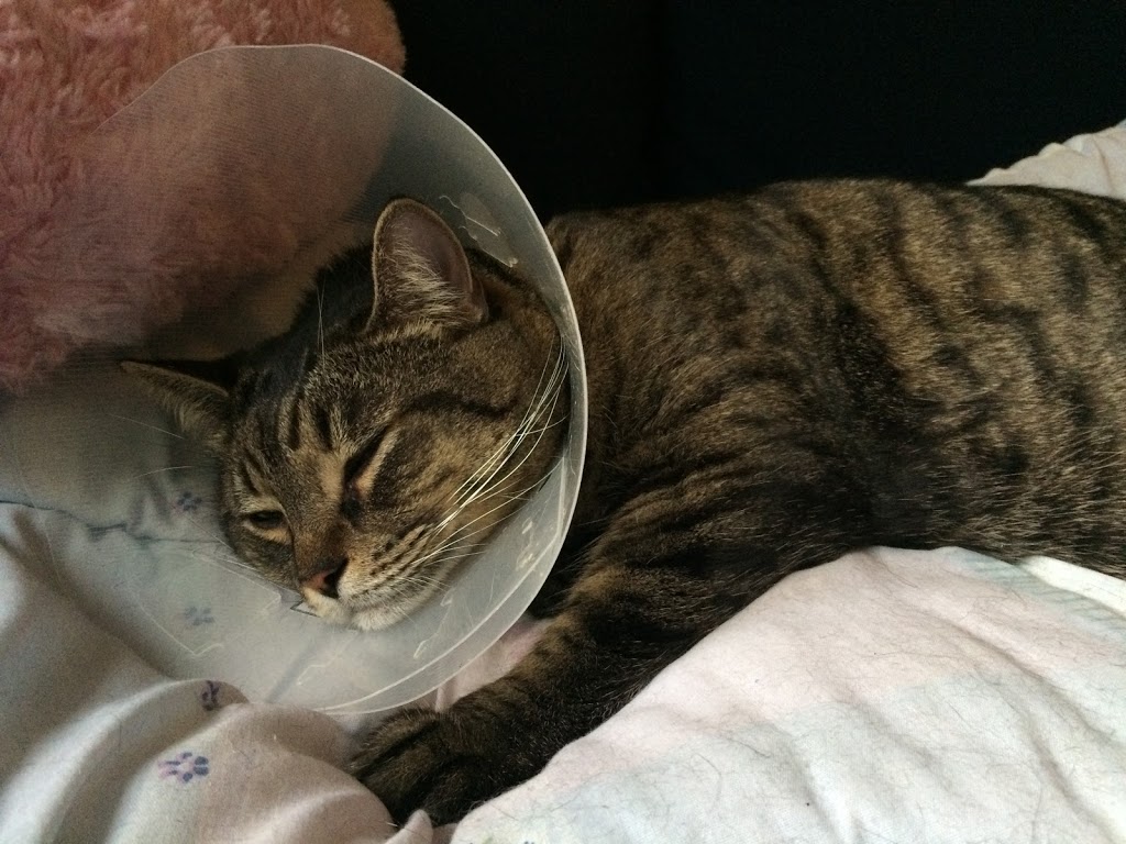 DMV Veterinary Center | 2300 54e Av, Lachine, QC H8T 3R2, Canada | Phone: (514) 633-8888