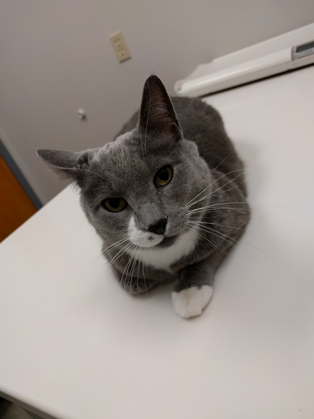 VCA Canada Riverbend Veterinary Hospital | 5611 Riverbend Rd NW, Edmonton, AB T6H 5K4, Canada | Phone: (780) 437-0039