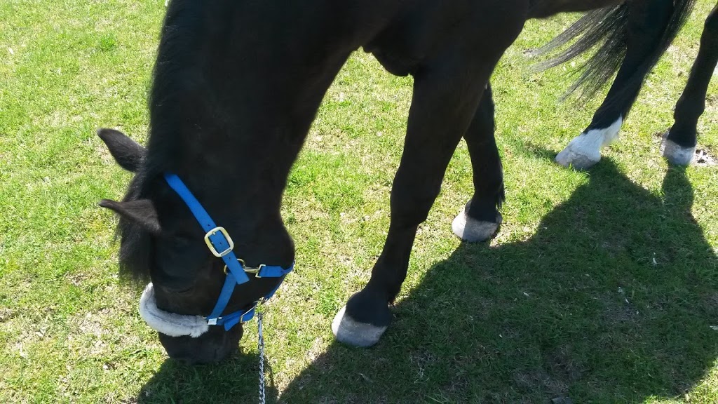 Cavalli Equestrian Center | 4900 Chemin Bellerive, Carignan, QC J3L 1P3, Canada | Phone: (514) 814-6718
