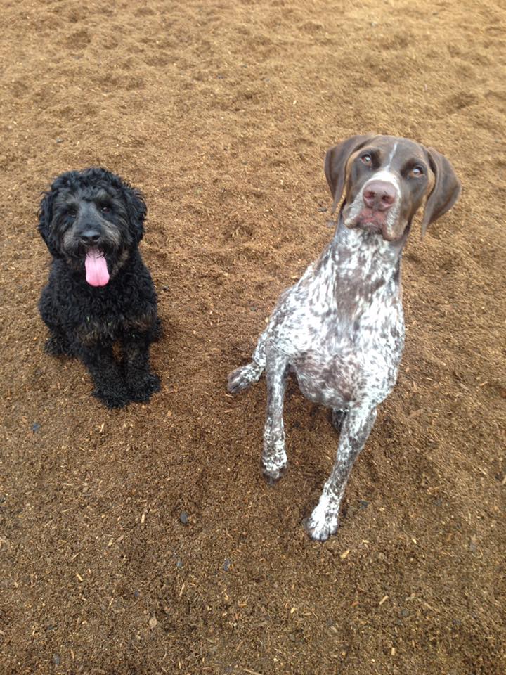 Pacific Northwest Kennels | 24243 0 Ave, Langley Twp, BC V2Z 2Y9, Canada | Phone: (604) 510-3618