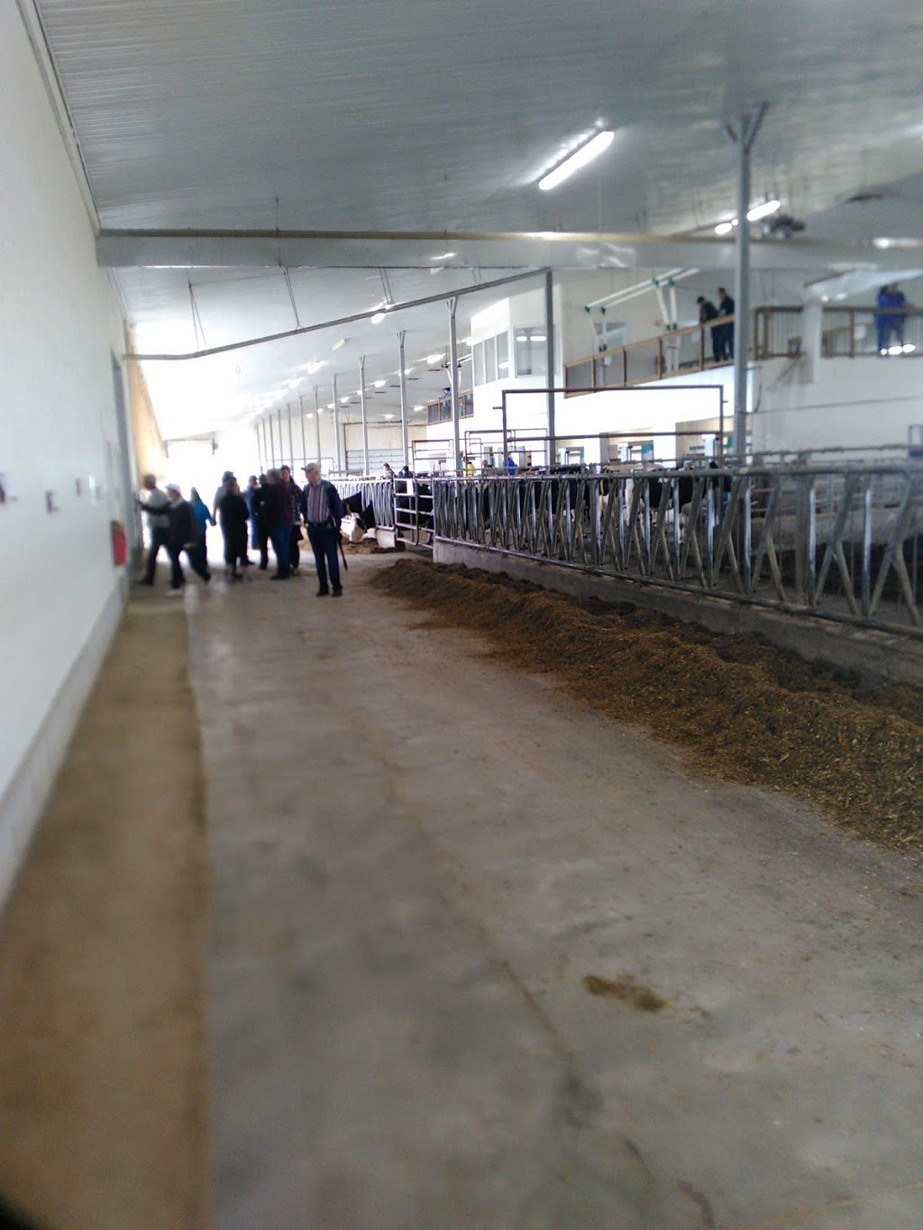 Birkstead Holsteins Inc | 7572 Side Rd 5, Elora, ON N0B 1S0, Canada | Phone: (519) 766-2188