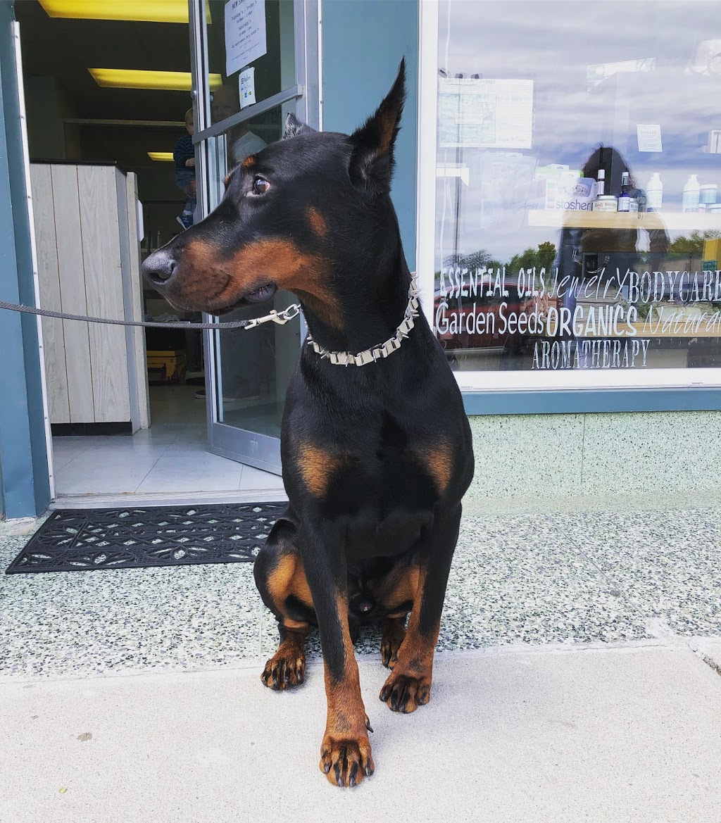 Bluffs Dog Grooming/Kristy’s Mutt Cutts | 2430 Kingston Rd, Scarborough, ON M1N 1V3, Canada | Phone: (416) 261-9855
