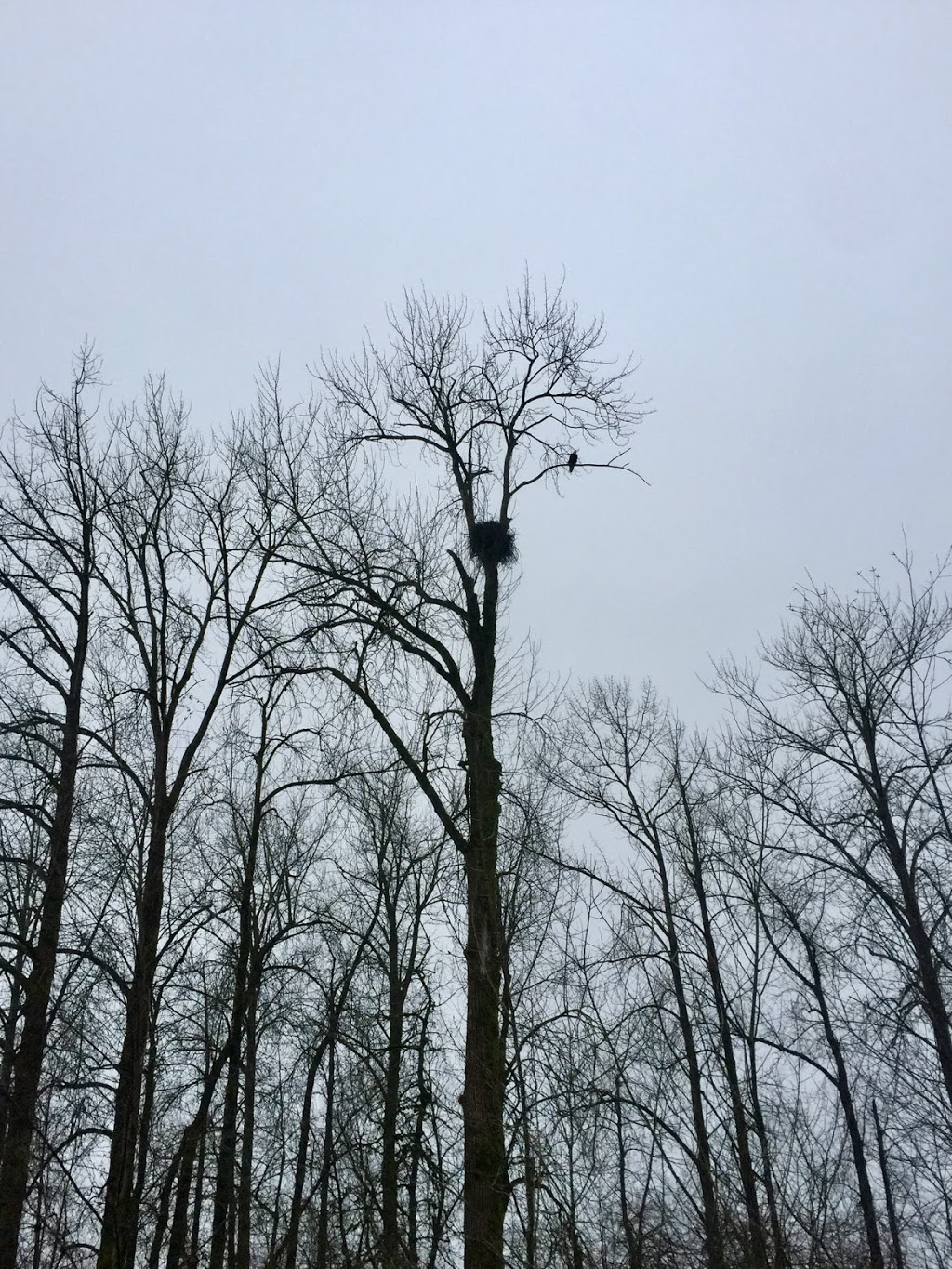 Port Coquitlam Dyke Trail Head | Unnamed Road, Coquitlam, BC V3E, Canada