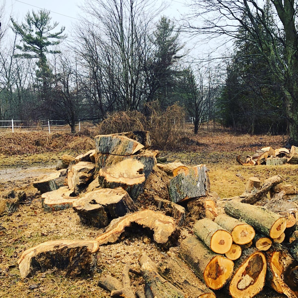 Northshore Tree Experts | 15 Oakley Park Square, Barrie, ON L4M 2J9, Canada | Phone: (705) 315-0210