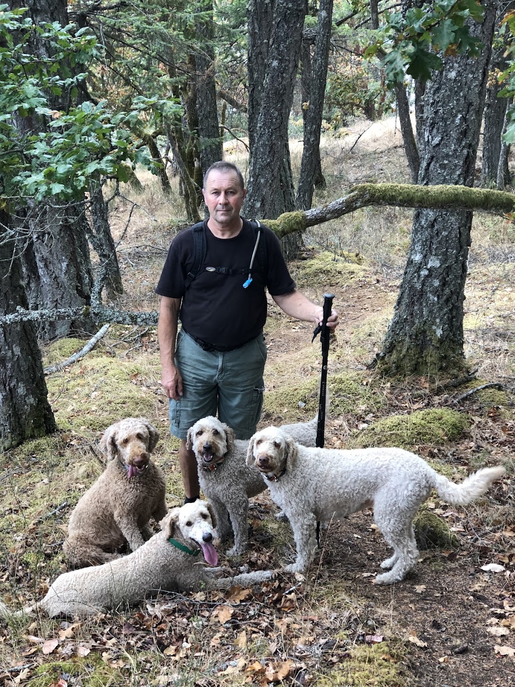 Doodle Tree Farm | Doodle Tree Farm, 4368 Barnjum Rd, Sahtlam, BC V9L 6G5, Canada | Phone: (250) 710-0417