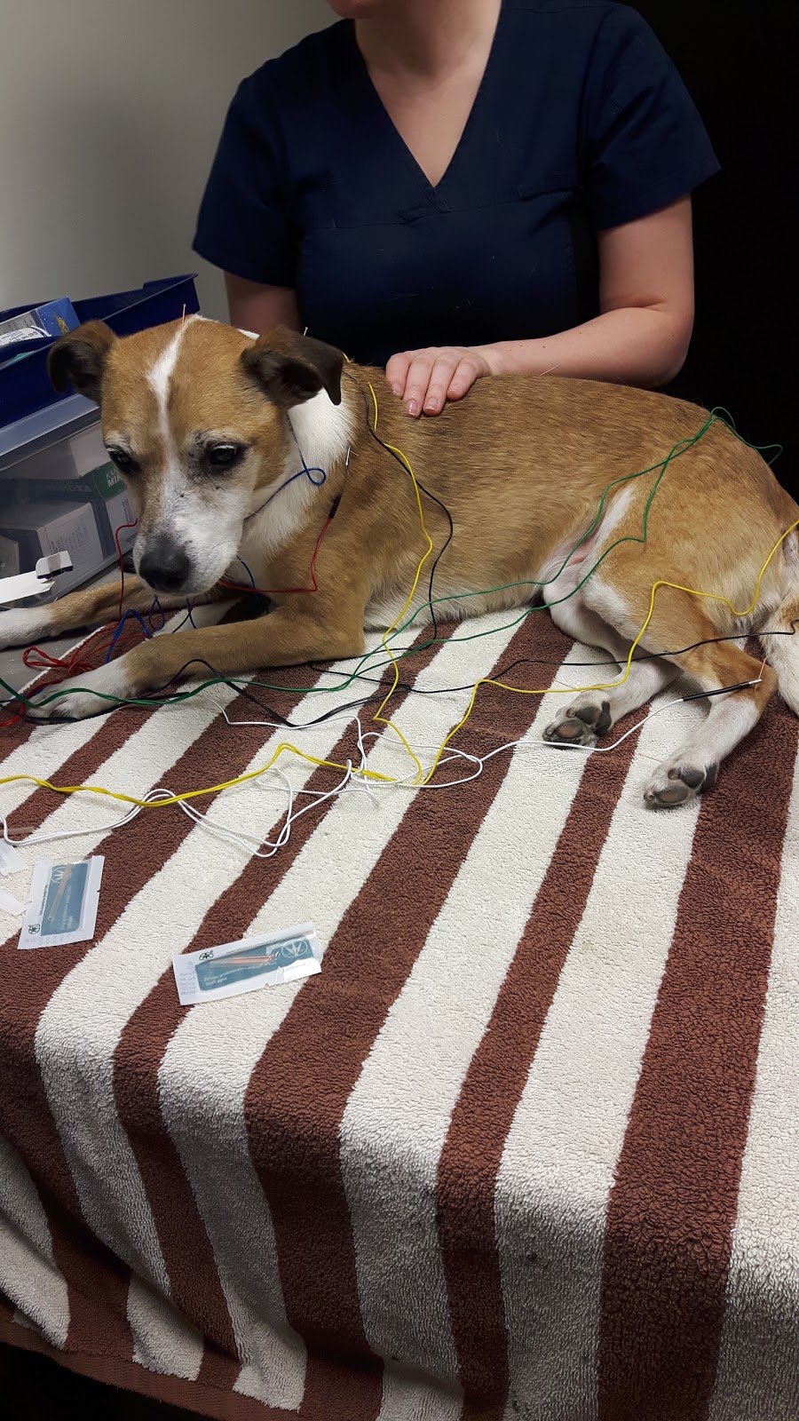 River Valley Veterinary Wellness Clinic | 8744 149 St NW, Edmonton, AB T5R 1B6, Canada | Phone: (780) 484-6672