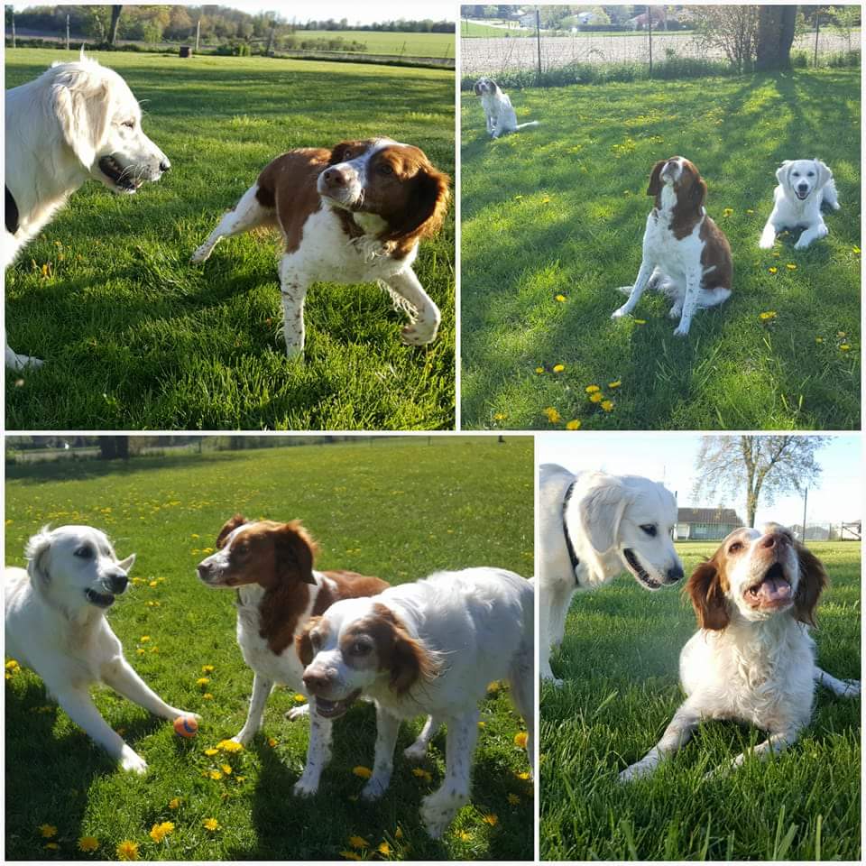 Balanced K9 Living | 623577 North Town Line W, Ingersoll, ON N5C 3J6, Canada | Phone: (519) 788-4701