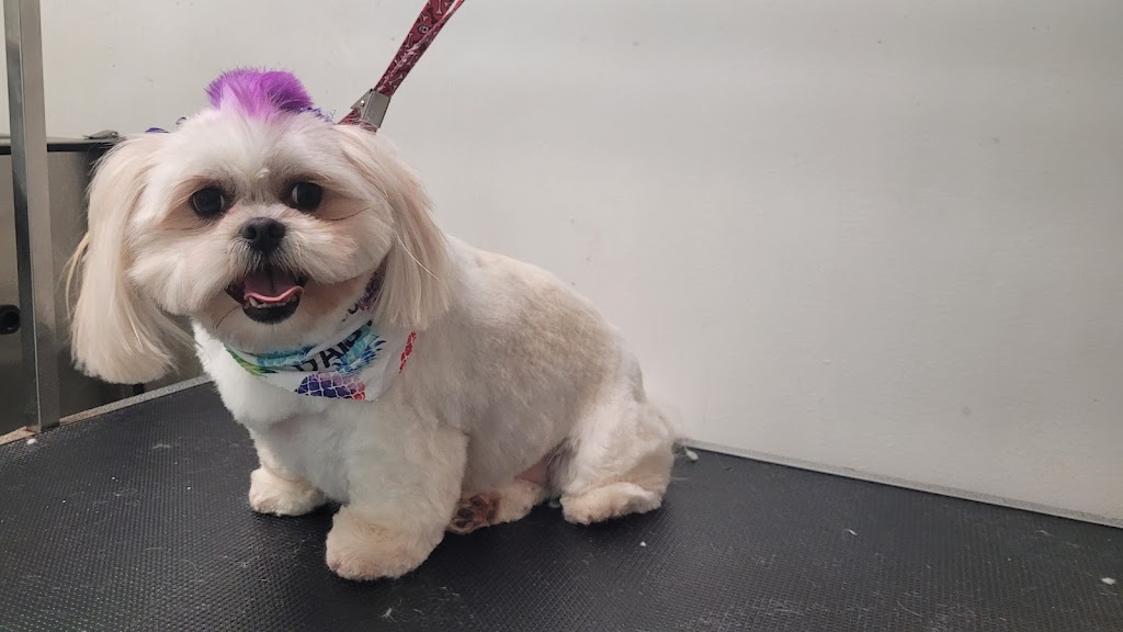 Clippity Do Dog | 3288 Nova Scotia Trunk 7, Lake Echo, NS B3E 1C6, Canada | Phone: (902) 402-1466