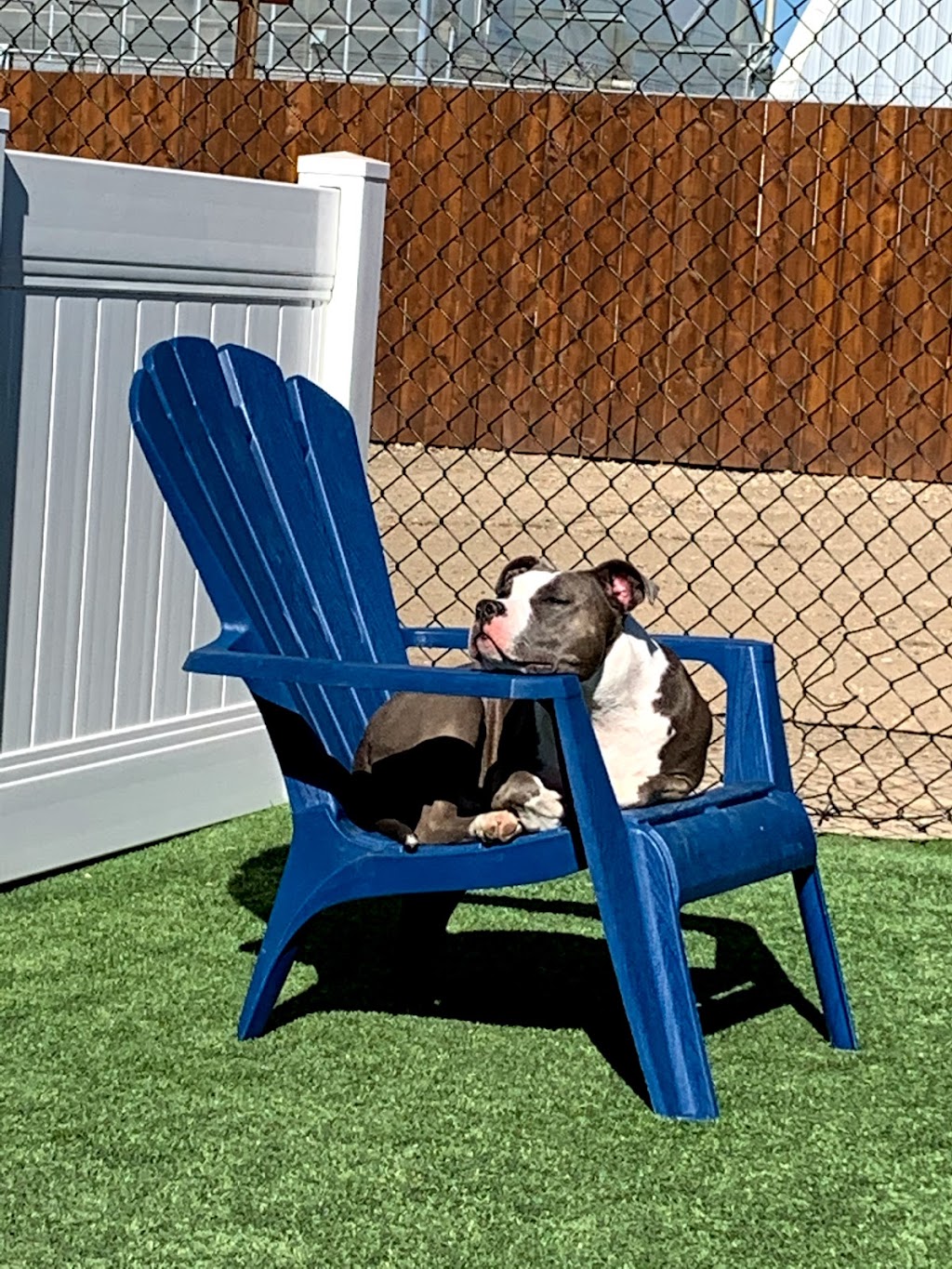 Posh Pooch Hotel and Daycare | 9402 31 Ave NW, Edmonton, AB T6N 1C4, Canada | Phone: (780) 435-3115