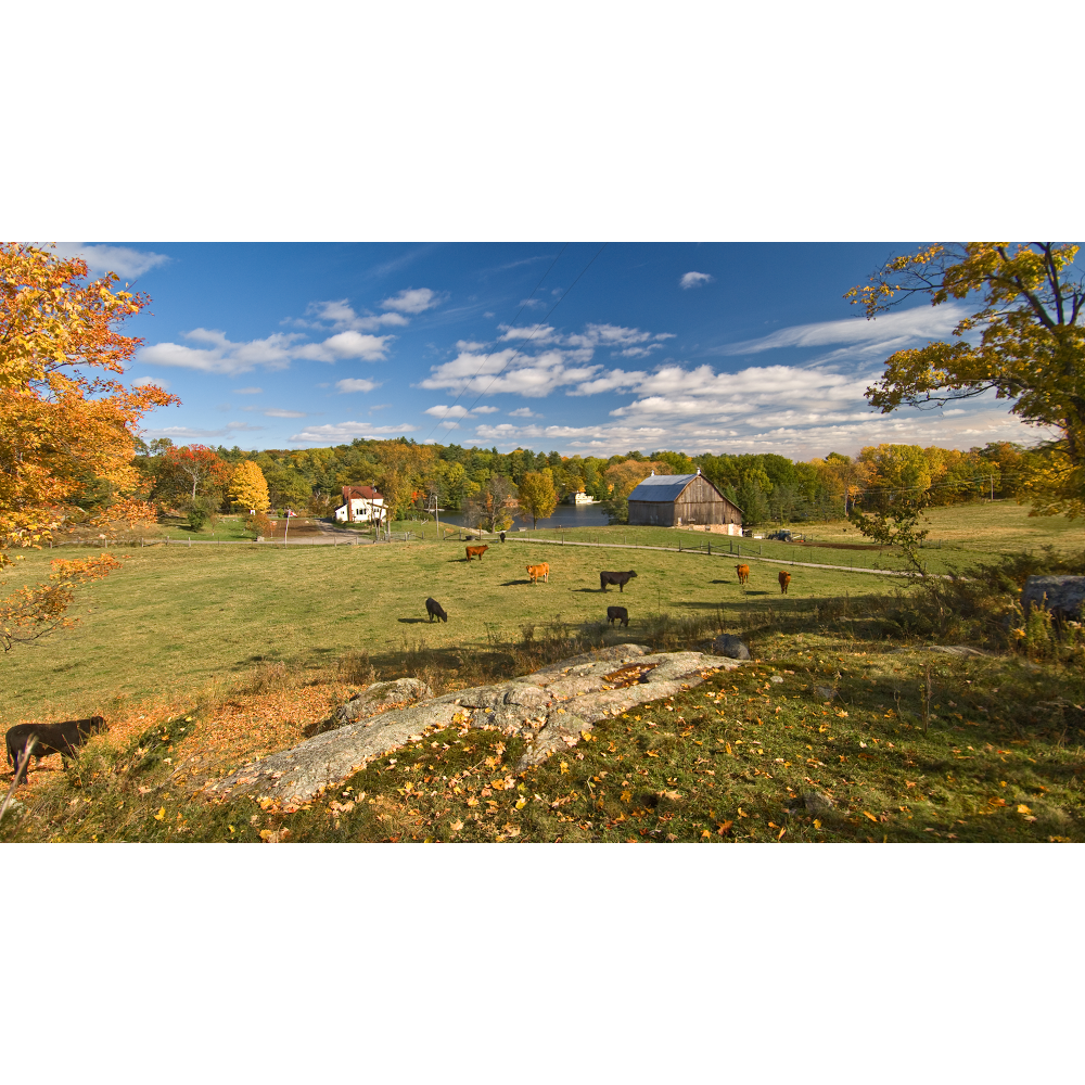 George Martin and Sons Inc. | 171 Medora St, Port Carling, ON P0B 1J0, Canada | Phone: (705) 765-5006