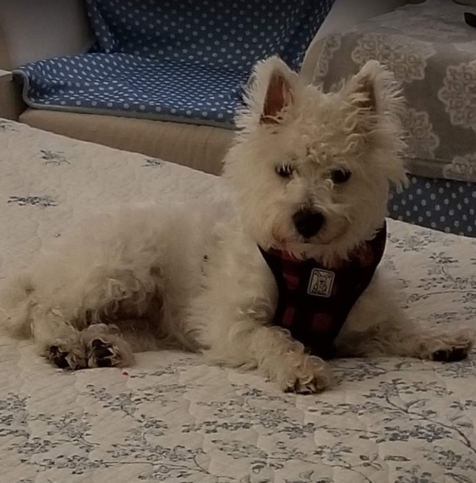 Wag N Watch Pet Sitters | Surrey Ln, Burlington, ON L7T 3S7, Canada | Phone: (905) 630-9354