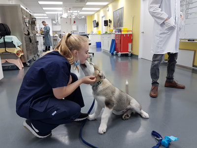 RAPS Animal Hospital | 13340 Smallwood Pl #205, Richmond, BC V6V 1W8, Canada | Phone: (604) 242-1666