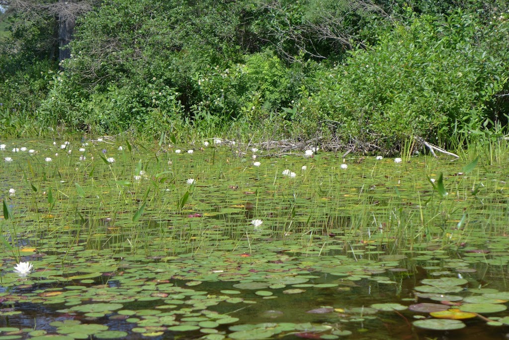 Three Legged Lake Access Point | Seguin, ON P0G, Canada | Phone: (705) 378-2401