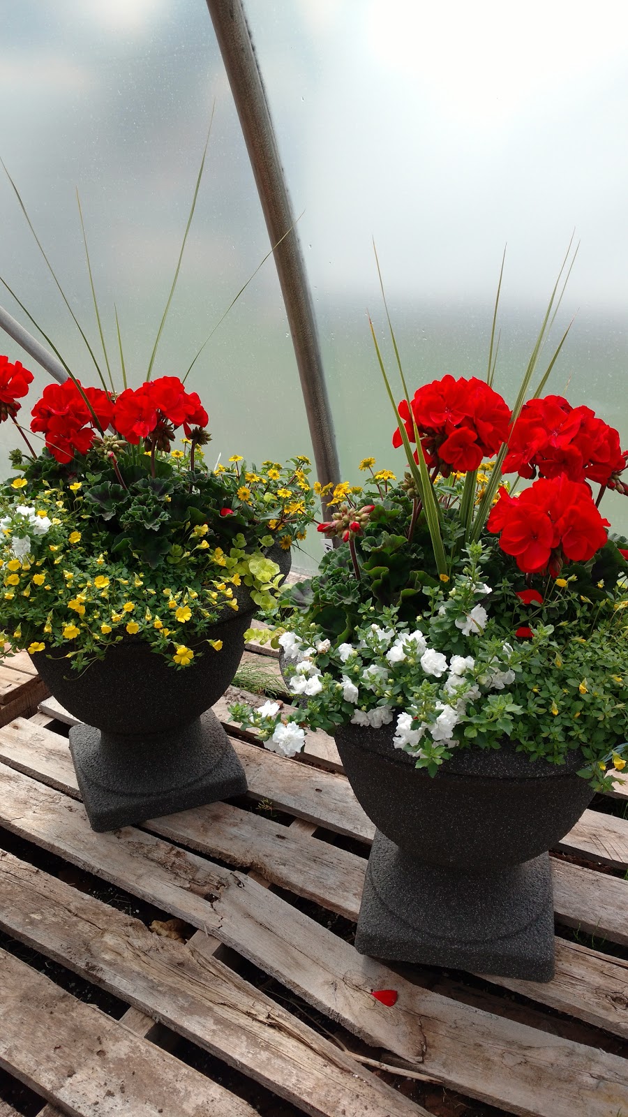 Johns Greenhouses Ltd. | 559 South Dr, Summerside, PE C1N 3Z6, Canada | Phone: (902) 436-3568