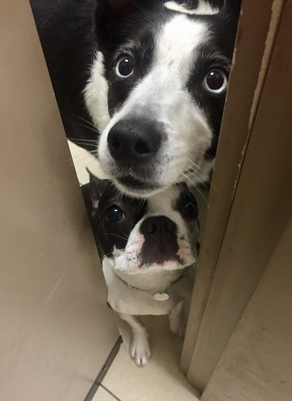 Burkeview Animal Hospital Ltd | 1125 Nicola Ave, Port Coquitlam, BC V3B 8B2, Canada | Phone: (604) 475-5134