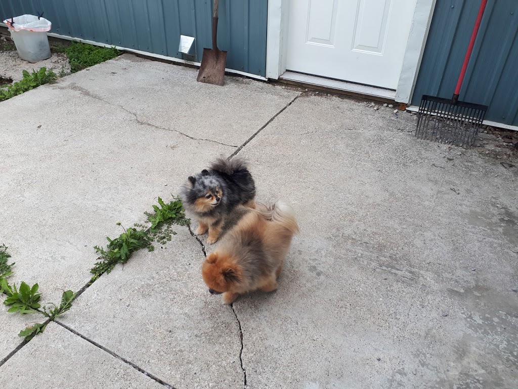Pampered Pet Palace | 2798 S Talbot Rd, Cottam, ON N0R 1B0, Canada | Phone: (519) 733-5205