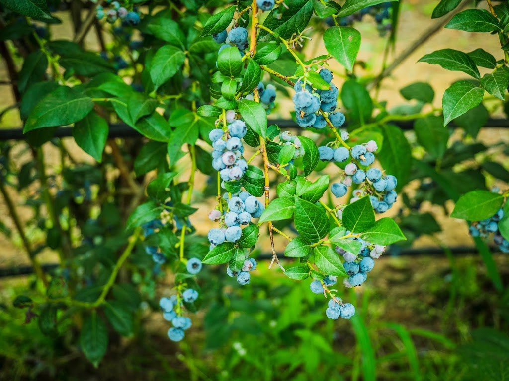 Bumbleberry Farms | 31580 Huntingdon Rd, Abbotsford, BC V2T 6B8, Canada | Phone: (604) 835-3416