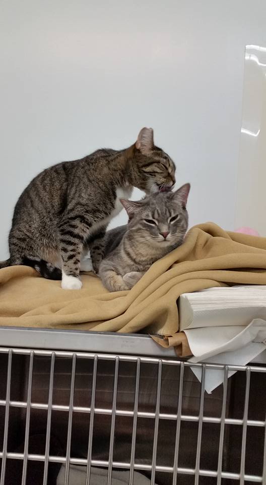Regent Avenue Veterinary Clinic | 1600 Regent Ave W, Winnipeg, MB R2C 3B5, Canada | Phone: (204) 668-7594