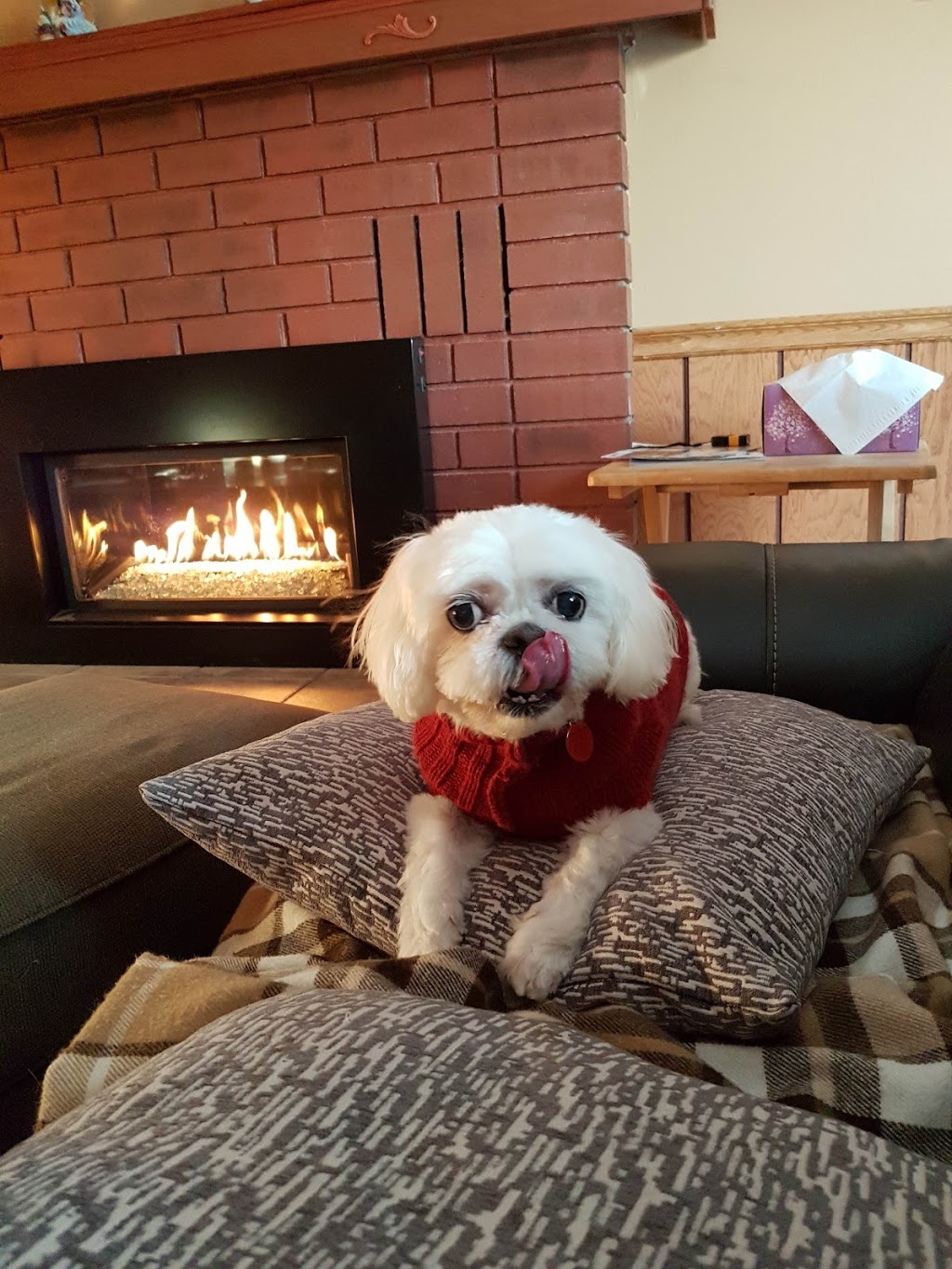 Tashas Tale Dog Grooming | 197 Prosperity Dr, Kitchener, ON N2E 4E5, Canada | Phone: (519) 588-5348