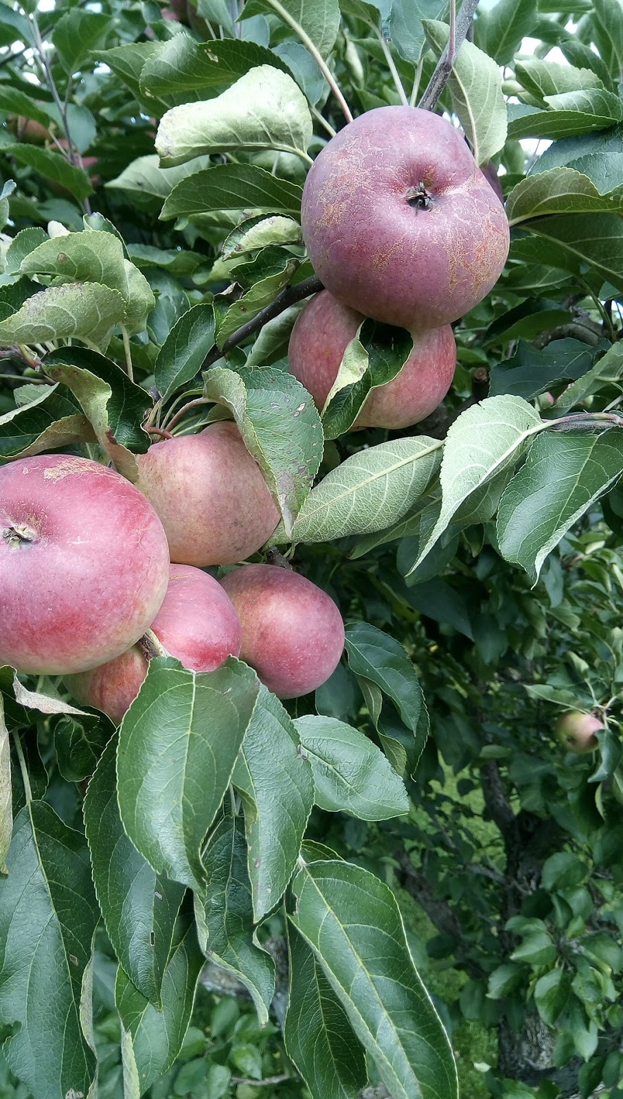 Mountain Stream Orchard | 271 Oliver Creek Rd, Neebing, ON P7L 0C4, Canada | Phone: (807) 473-0996