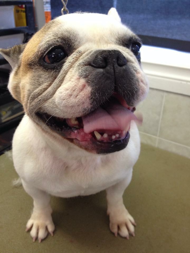 Abbotsford Dog & Cat Grooming | 34365 Old Yale Rd #34365, Abbotsford, BC V2S 2K6, Canada | Phone: (604) 859-3647