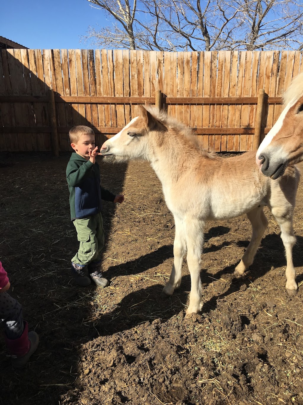Alberta Family Horses Haflingers | AB-873, Rainier, AB T0J 2M0, Canada | Phone: (403) 363-2621