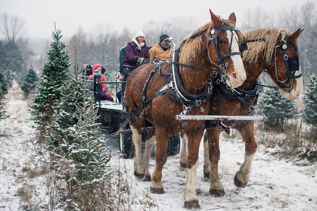 Barretts Christmas Tree Farm | 3141 Williamson Rd, Cobourg, ON K9A 4J7, Canada | Phone: (905) 342-2622