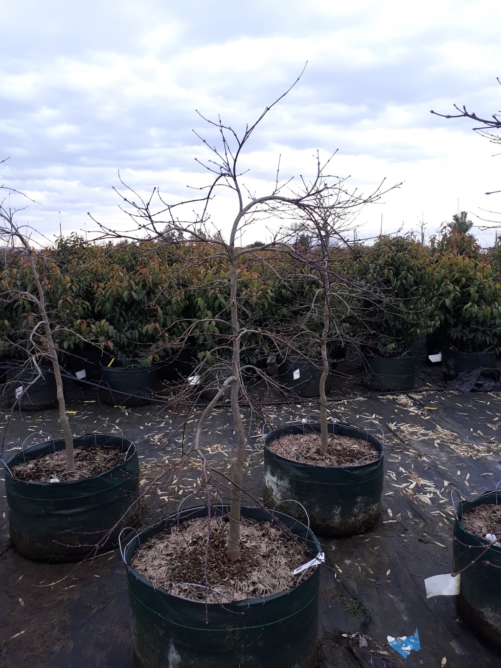 East Richmond Nurseries Inc. | 18431 Westminster Hwy, Richmond, BC V6V 1B1, Canada | Phone: (604) 278-0976
