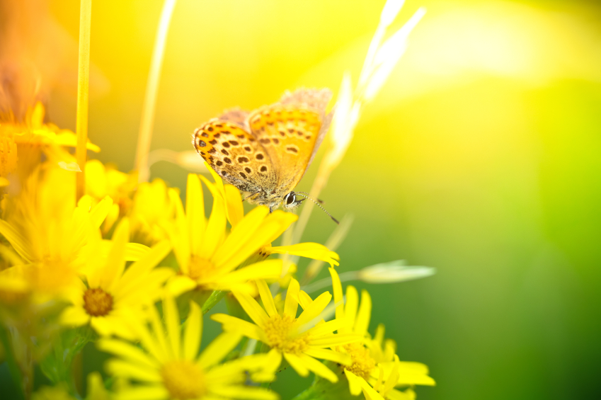 Brenda Kohut, Registered Acupuncturist | 8207 137 Ave NW, Edmonton, AB T5E 1Y1, Canada | Phone: (780) 237-6684