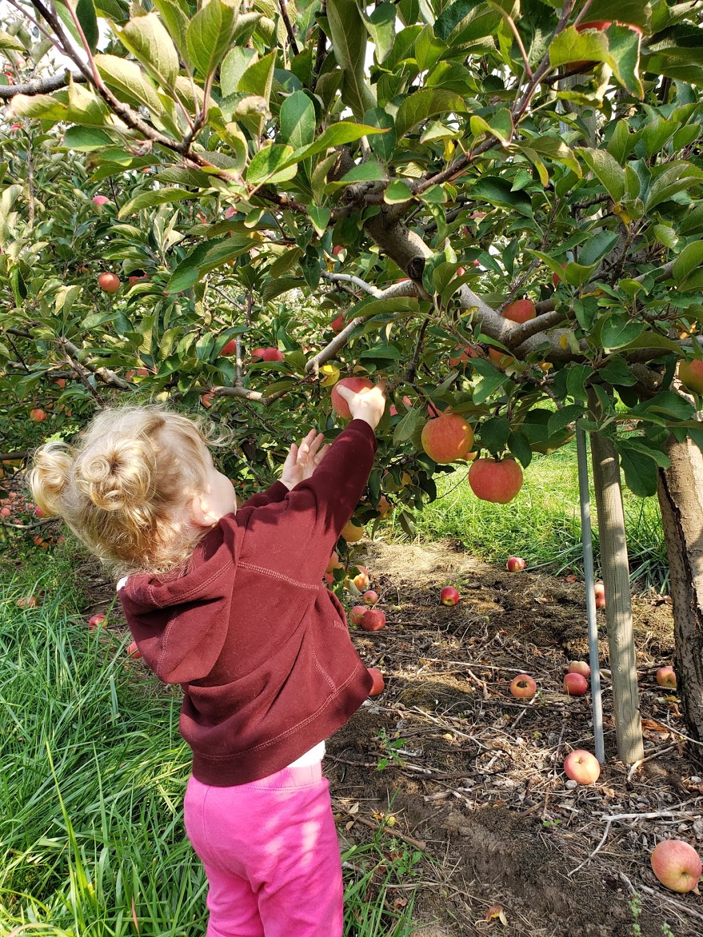 Archibald Orchards & Winery | 6275 Liberty St N, Bowmanville, ON L1C 6L1, Canada | Phone: (905) 263-2396