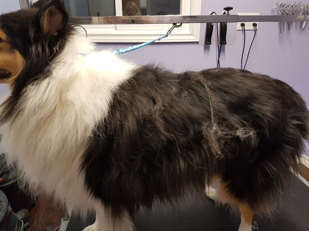Shear Pawfection Pet Grooming | 9752 County Rd 93, Midland, ON L4R 4L9, Canada | Phone: (705) 717-0105