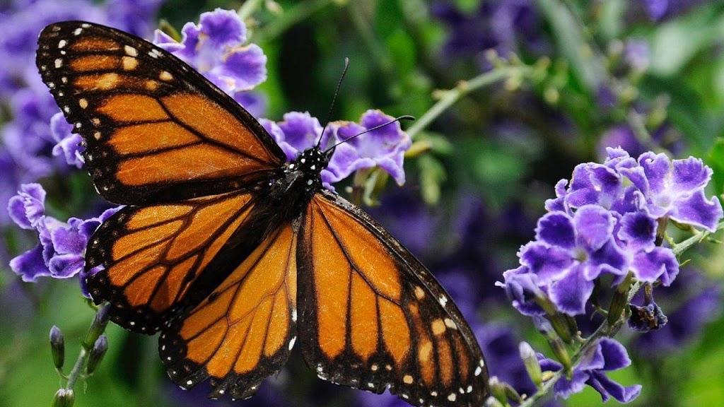 Monarch Landscaping & Lawn Service | 2040 Swayne Rd, Errington, BC V0R 1V0, Canada | Phone: (250) 951-6553