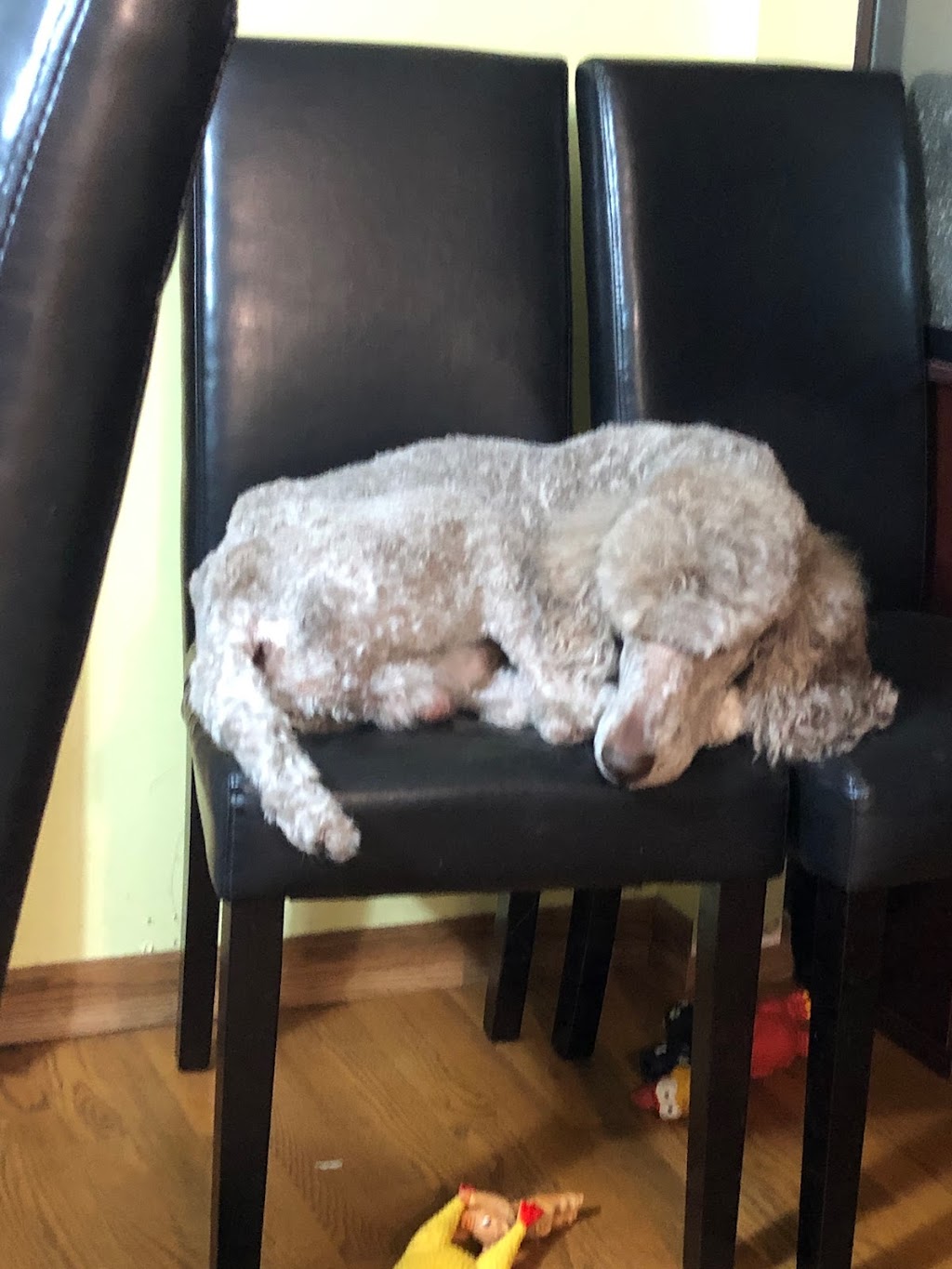 Top Hat Parti Poodles | 172 Clareview Rd NW, Edmonton, AB T5A 3Y3, Canada | Phone: (780) 278-2884