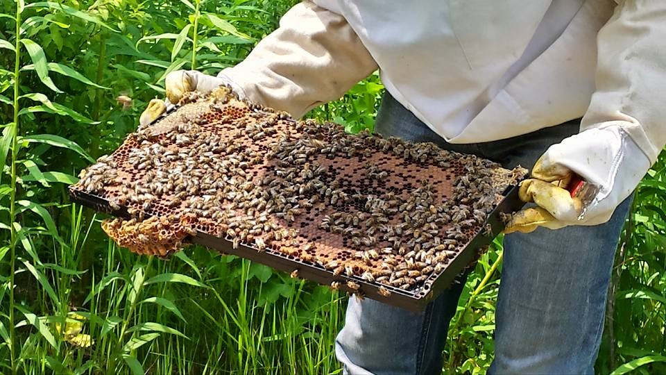 Domaine Brownville | 305 Mnt du Ruisseau Norton, Sainte-Clotilde-de-Châteauguay, QC J0L 1W0, Canada | Phone: (514) 826-4592
