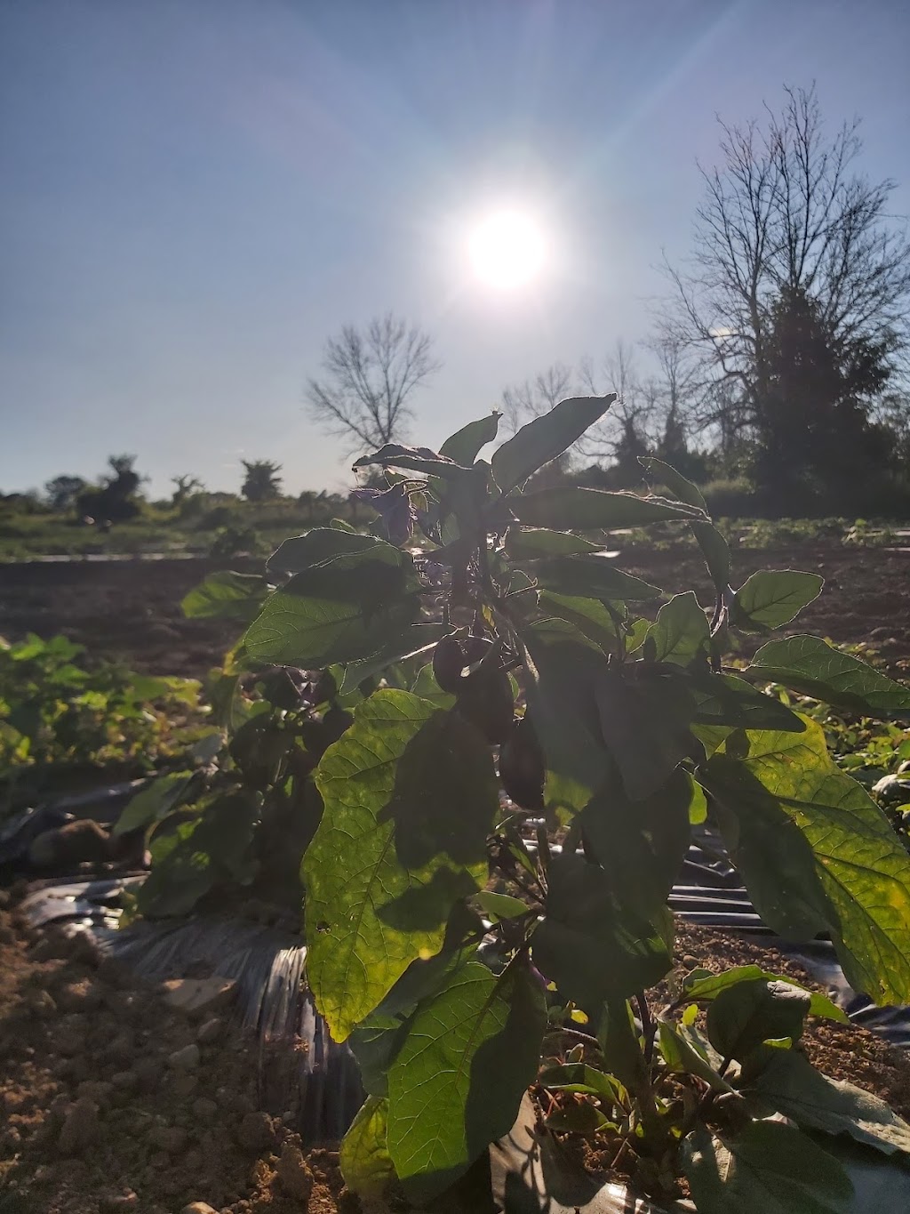 www.FarmAndFriends.ca | 2690 Stagecoach Rd, Osgoode, ON K0A 2W0, Canada | Phone: (613) 900-2705