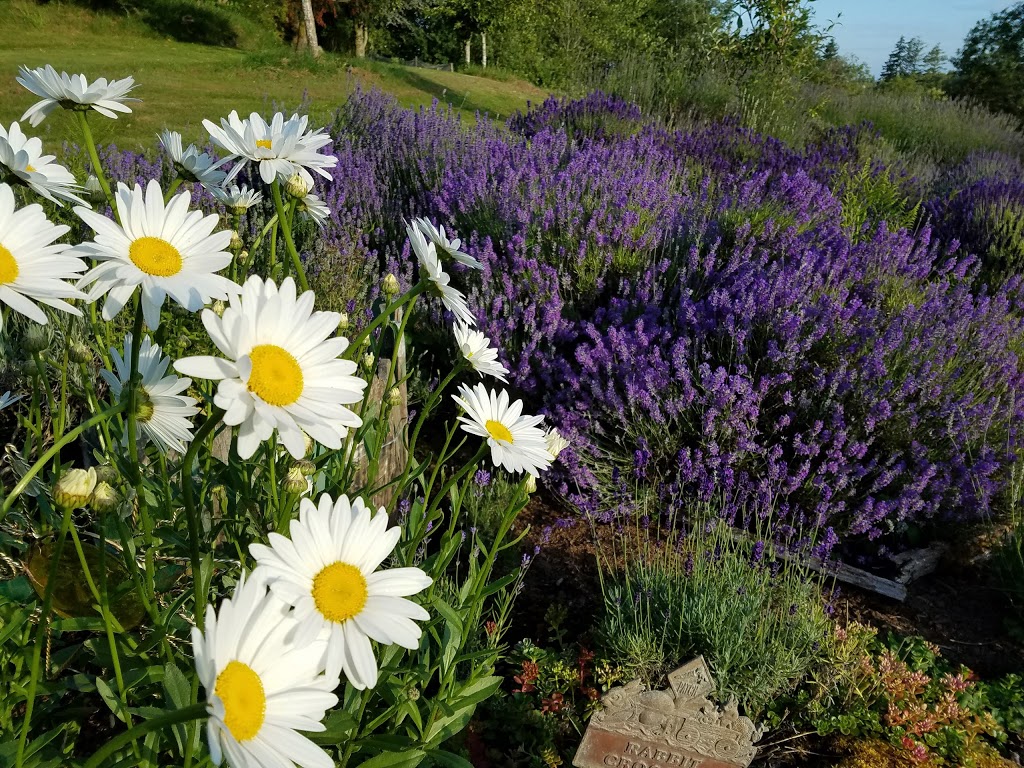Back In Thyme Lavender and Country Gifts | 7247 Everett Rd, Ferndale, WA 98248, USA | Phone: (360) 303-5103