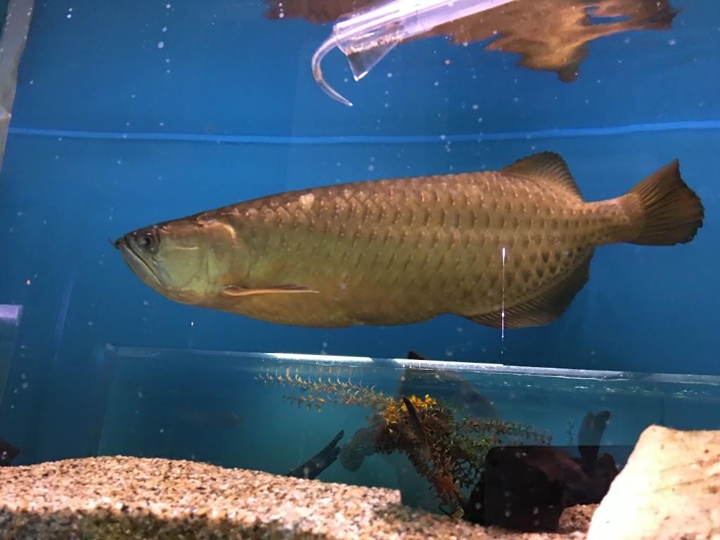 Pacific Aquatics Ltd | 7533 135 St, Surrey, BC V3W 0N6, Canada | Phone: (604) 572-4649