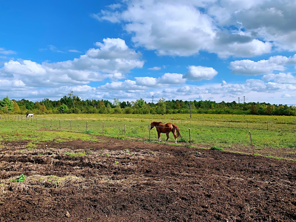 Aragon Equestrian Center | 3388 Stage Coach Rd, Harrowsmith, ON K0H 1V0, Canada | Phone: (613) 376-7679