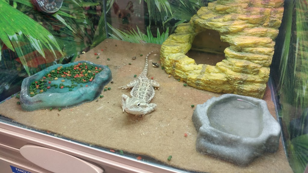 PetSmart | 507 Lakeshore Rd E, Mississauga, ON L5G 1H9, Canada | Phone: (905) 278-0101