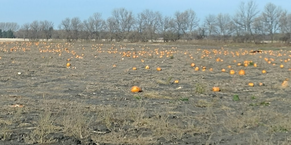 Schriemer Family Farm | 33096 Rat River Rd, Otterburne, MB R0A 1G0, Canada | Phone: (204) 981-8191