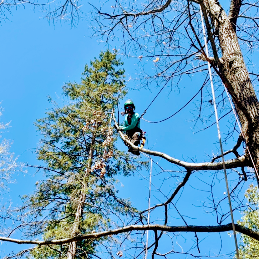 David Alicandro Tree Service darbres | 157 Ch de la Gare, Kazabazua, QC J0X 1X0, Canada | Phone: (819) 431-8733